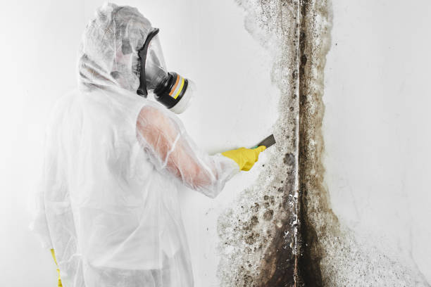 Best Affordable Mold Removal  in Kings Grant, NC