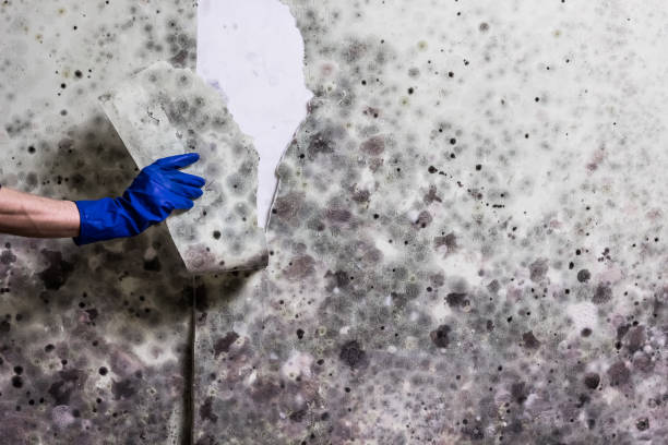 Professional Mold Removal in Kings Grant, NC