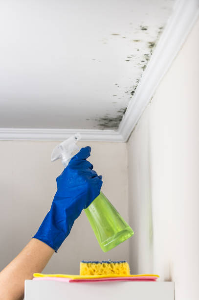 Best Professional Mold Removal  in Kings Grant, NC
